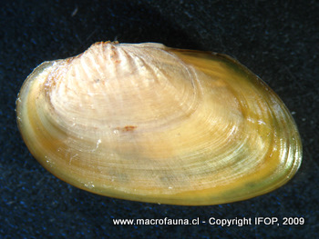 Diplodon chilensis