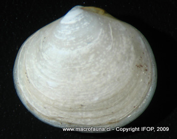 Zemysina inconspicua