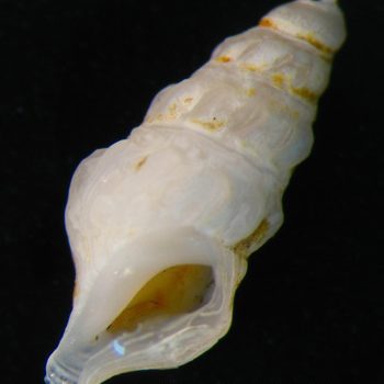 Drillia suxdorfi