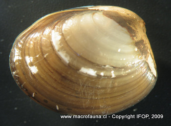 Ennucula grayi
