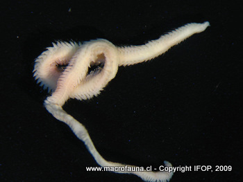 Eteone sp.