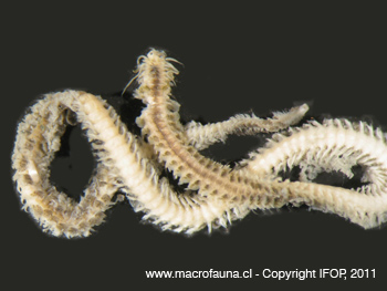Eulalia sp.
