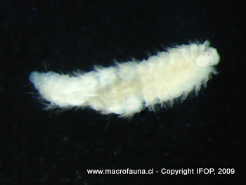 Eurythoe sp.