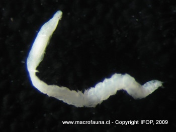 Exogone sp.