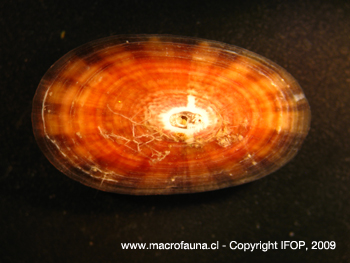 Fissurella pulchra