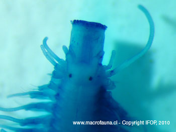 Gyptis sp.
