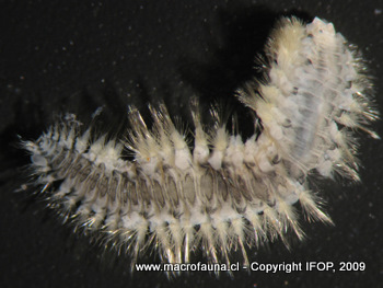 Harmothoë sp.
