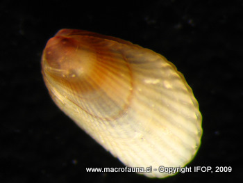 Brachidontes granulatus