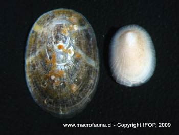 Iothia emarginuloides