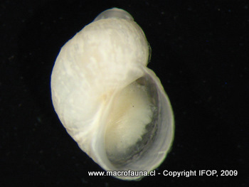 Iselica chilensis