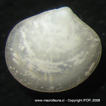Kellia tumbesiana