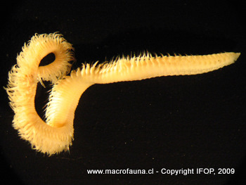 Leitoscoloplos chilensis