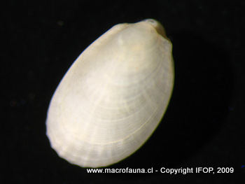 Limea pygmaea