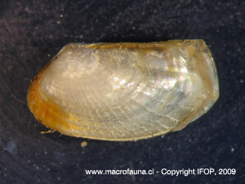 Entodesma delicatum