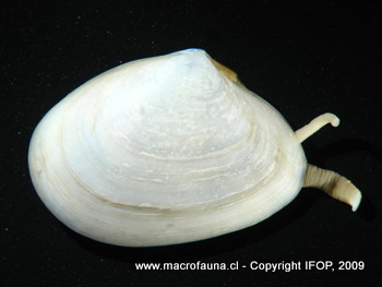 Macoploma inornata