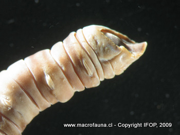 Asychis chilensis