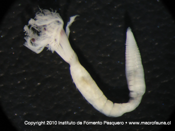 Acromegalomma pigmentum