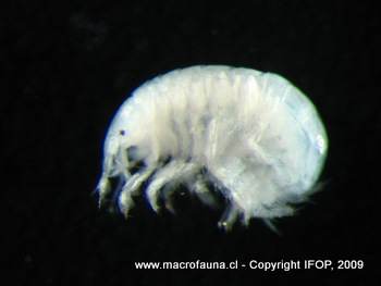Microphoxus sp.