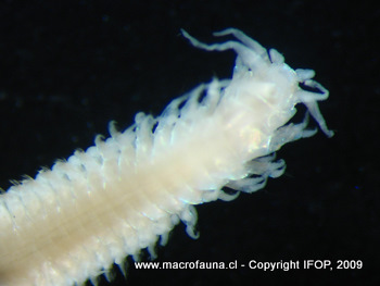 Mooreonuphis sp.