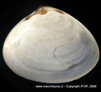 Mulinia edulis