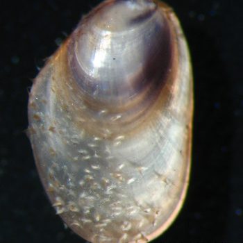 Mytilus galloprovincialis