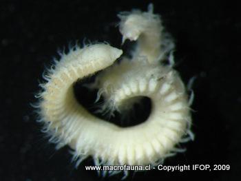 Naineris chilensis