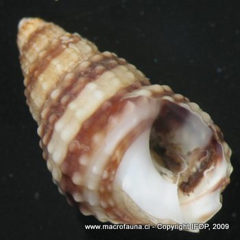 Nassarius coppingeri