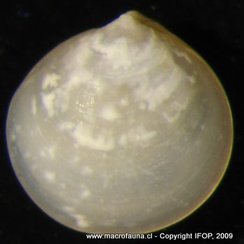 Neolepton cobbi
