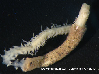 Nereis dorsolobata