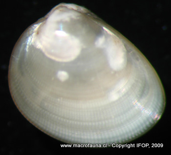 Nucula pisum