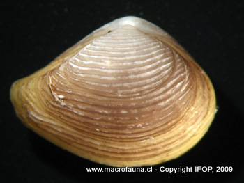 Saccella cuneata
