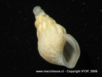 Odostomia sp.