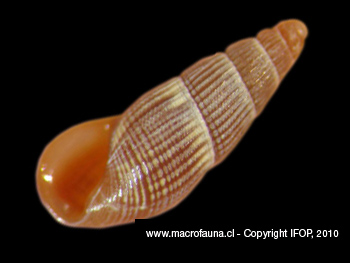 Onoba sp.