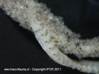Onuphis sp.