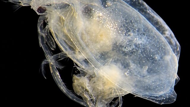 Ostracodo sp13