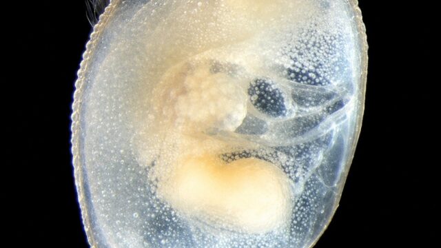 Ostracodo sp1