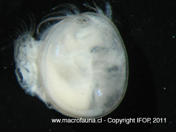 Ostracodo sp14