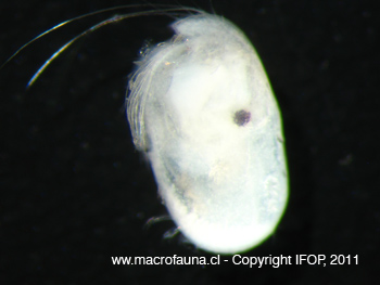 Ostracodo sp2