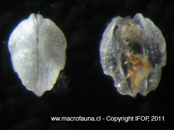 Ostracodo sp3