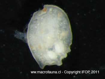 Ostracodo sp5