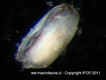 Ostracodo sp6