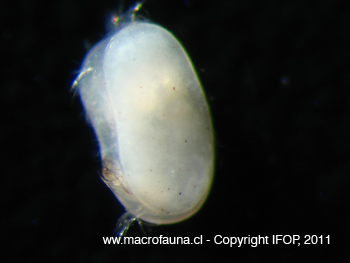 Ostracodo sp8