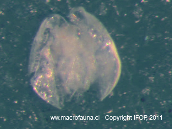 Ostracodo sp9