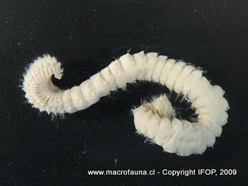 Pareurythoe chilensis