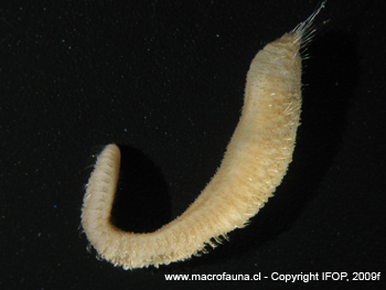 Pherusa sp.