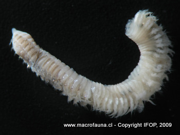 Phylo felix