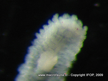 Plakosyllis sp.