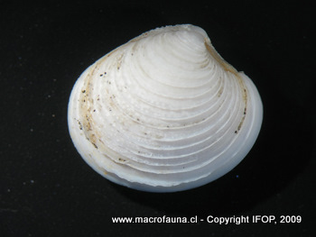 Eurhomalea exalbida