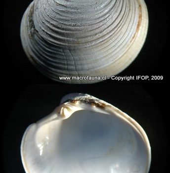 Eurhomalea lenticularis