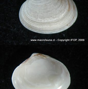 Eurhomalea rufa